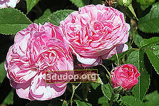 กุหลาบดามัสก์ (Rosa damascena)