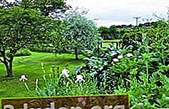 Bunga iris putih dan popi di latar belakang dedaunan pir willow-abu-abu keperakan