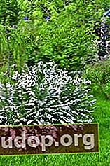 Grefsheim abu-abu Spirea untuk taman semak spirea