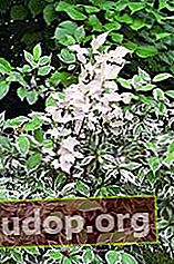 Derain white Elegantissima adalah semak latar indah yang mempertahankan efek dekoratif komposisi untuk waktu yang lama