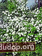 Les buissons de jasmin parfumés seront un fond magique pour une composition d'arbustes