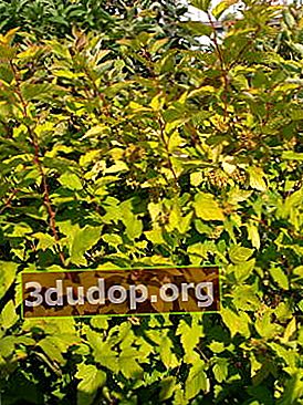 거품 잎 황체 루 테우스