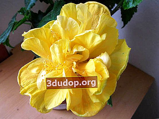 Tissu éponge jaune hibiscus