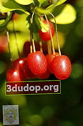 Gumi, ou oie multiflore, fruits