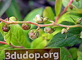 Leucothoe Gray (Leucothoe grayana), 꽃