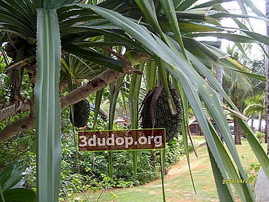 ใบเตยมุงหลังคา (Pandanus tectorius) ในเวียดนาม