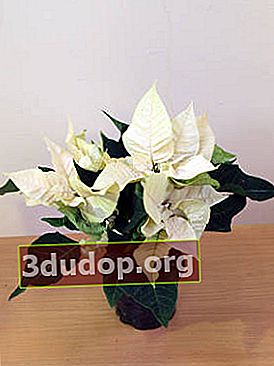 Poinsettia (Euphorbia pulcherrima)