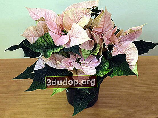포인세티아 (Euphorbia pulcherrima)