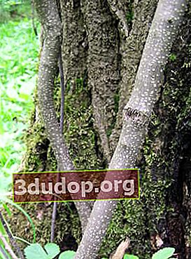 クロウメモドキアルダー、樹皮