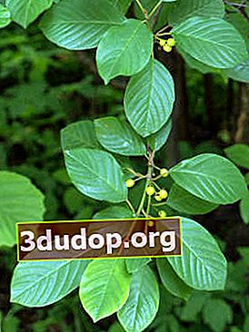 Buckthorn alder, buah mentah