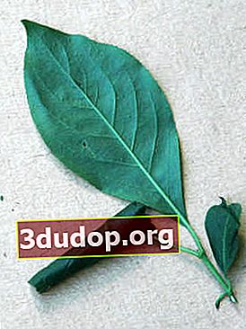 Rouleau de feuilles de nerprun aulne