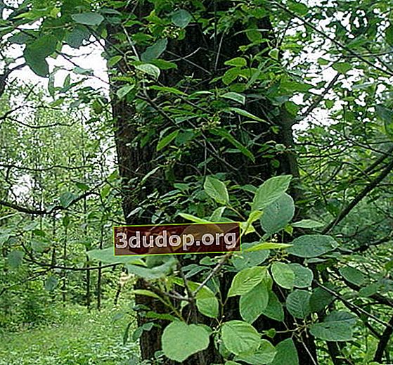 Buckthorn alder pada awal berbunga