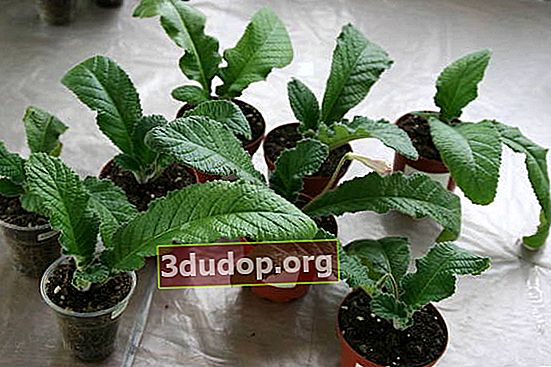 Streptocarpus melahirkan anak