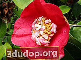 Japansk kamelia (Camellia japonica)