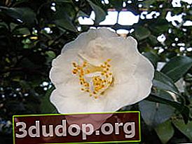 Camelia japoneză (Camellia japonica)