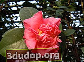 Camelia japoneză (Camellia japonica)