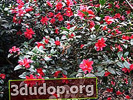 Bunga kamelia Jepang (Camellia japonica)