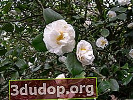 Camélia japonais (Camellia japonica)