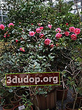 Bunga kamelia Jepang (Camellia japonica)