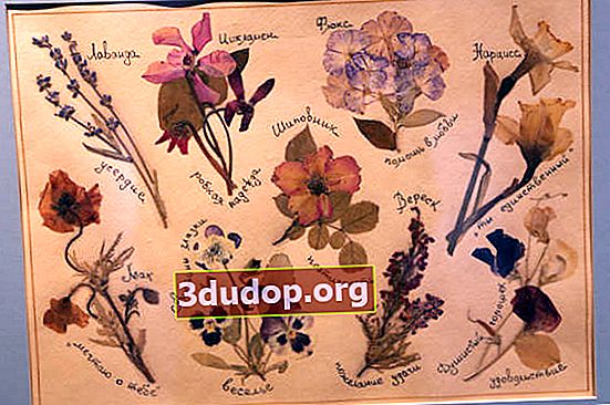 リュドミラ・ソロド。花の言語