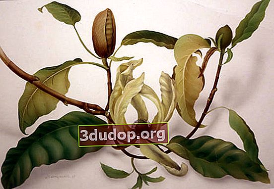 オルガ・マクルシェンコ。先のとがったマグノリアMagnoliaacuminata