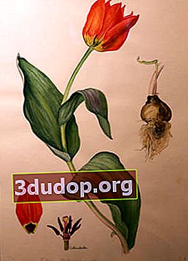 소피아 마트 비바. 포스터의 튤립 Tulipa Fosteriana