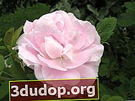 Park rose Terese Bugnet
