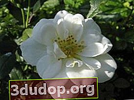 Taman mawar Blanc Double de Courbet
