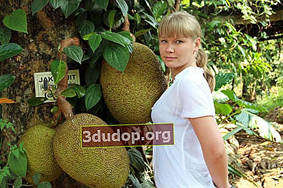 Jackfruit. Sri Lanka. Foto: Alena Tsygankova