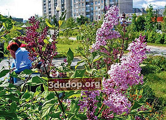 Lilac Hongaria dalam lansekap Monchegorsk