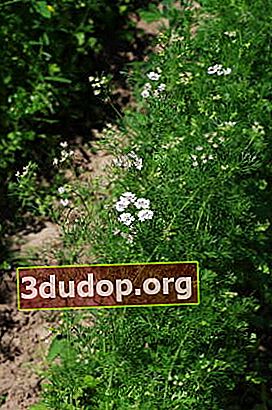 Menabur ketumbar (Coriandrum sativum)