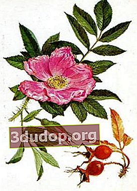 Rose of May. Artis A.K. Shipilenko