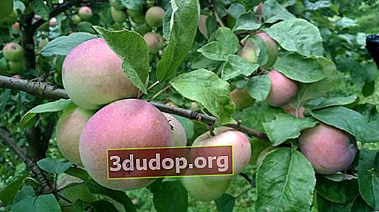 Äppelträd till minne av Tikhomirov
