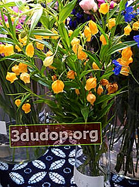 Coupe de Sandersonia orange (Sandersonia aurantiaca)