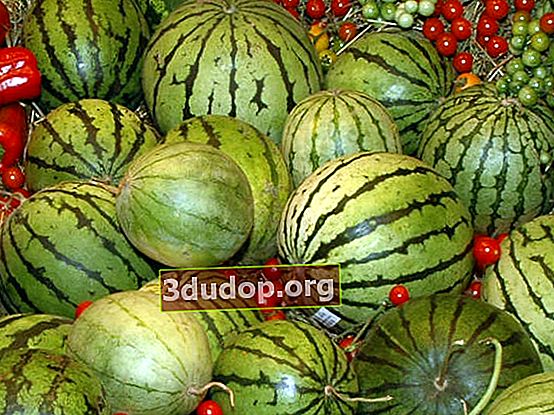 Ural vattenmelon är inte en saga
