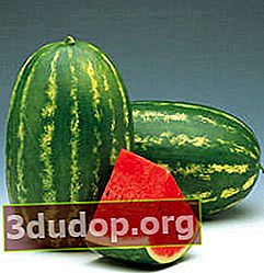 Volzhanin semangka