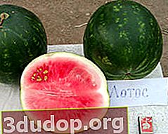 Teratai semangka