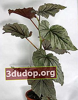 Begonia Mencari Kaca