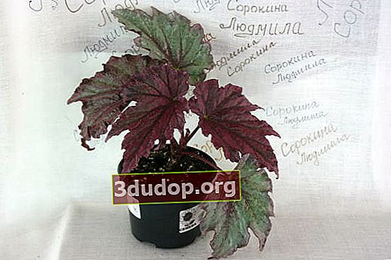 Begonia Can Can