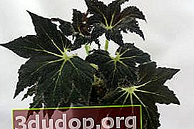 Begonia Palomar Prince