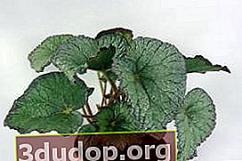 Begonia DS-Mutiara
