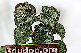 Begonia DS-Lukomorye
