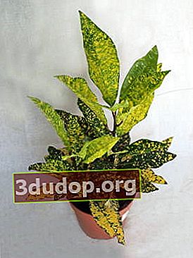 Codiaum 잡색 Aucubaefolia
