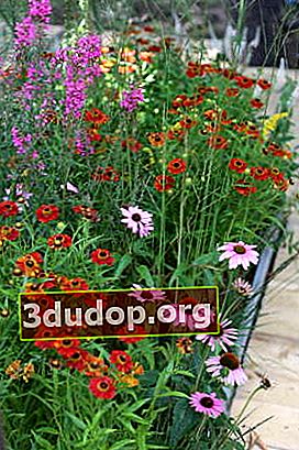 Echinacea purpurea (Echinacea purpurea) et helenium