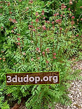 Burnet médicinal (Sanguisorba officinalis)