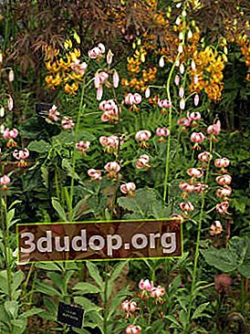 Bunga bakung keriting (Lilium martagon)