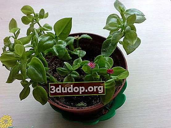 Aptenia cordifolia - โรงน้ำแข็งที่ชอบความร้อน