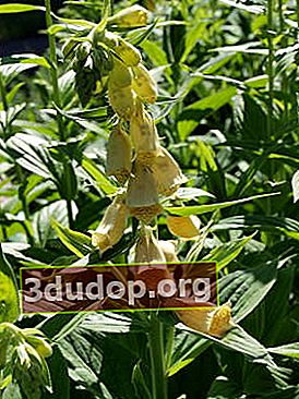 Foxglove berbunga besar (Digitalis grandiflora)