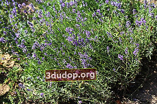 Lavender berdaun sempit (Lavandula angustifolia)
