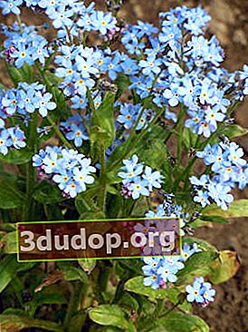 Forget-me-not hybride